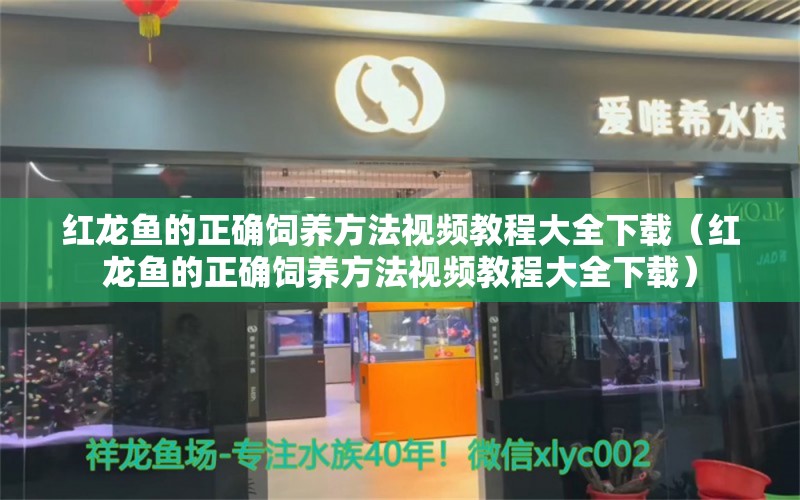 红龙鱼的正确饲养方法视频教程大全下载（红龙鱼的正确饲养方法视频教程大全下载）