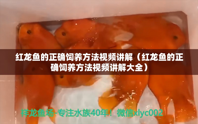 红龙鱼的正确饲养方法视频讲解（红龙鱼的正确饲养方法视频讲解大全） 印尼红龙鱼