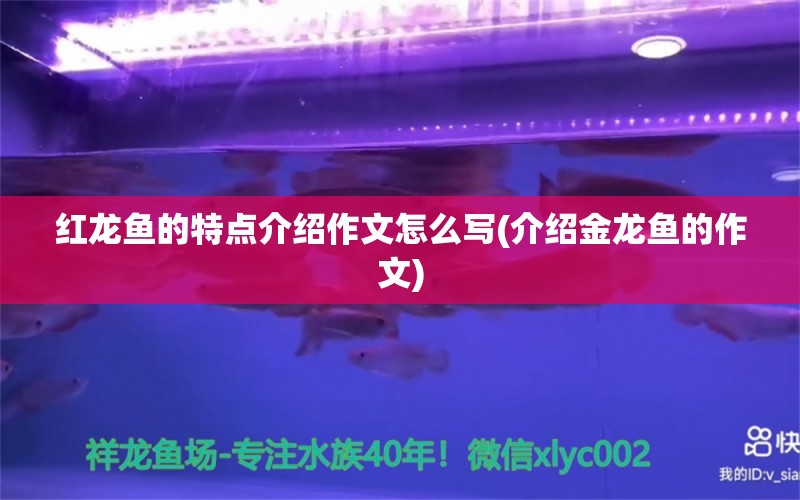 红龙鱼的特点介绍作文怎么写(介绍金龙鱼的作文) 委内瑞拉奥里诺三间鱼苗