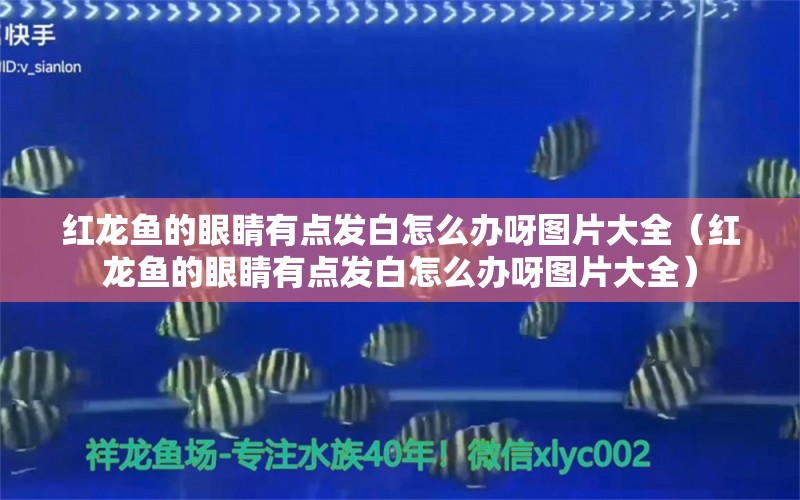 红龙鱼的眼睛有点发白怎么办呀图片大全（红龙鱼的眼睛有点发白怎么办呀图片大全） 龙鱼百科