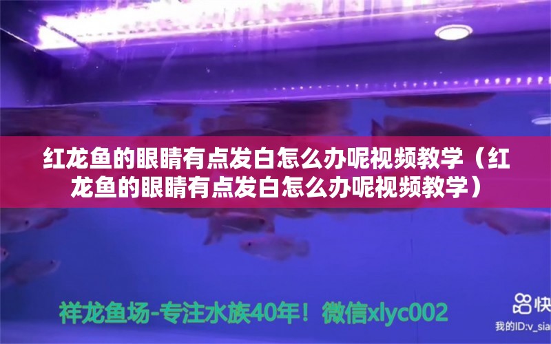 红龙鱼的眼睛有点发白怎么办呢视频教学（红龙鱼的眼睛有点发白怎么办呢视频教学）