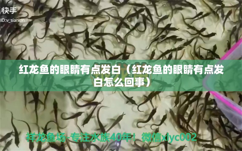 红龙鱼的眼睛有点发白（红龙鱼的眼睛有点发白怎么回事） 龙鱼百科