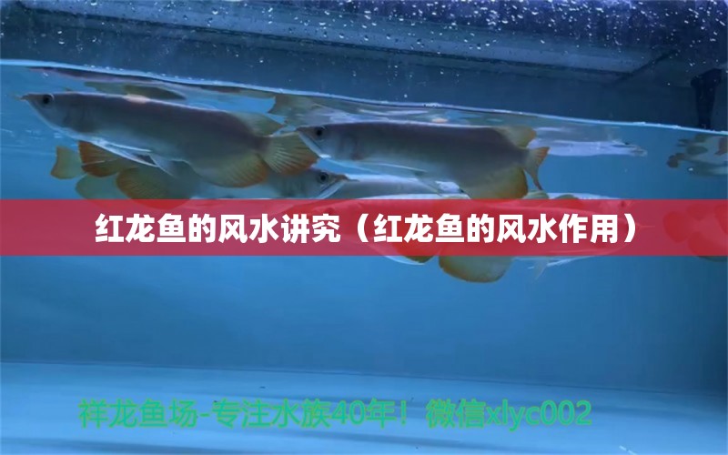 红龙鱼的风水讲究（红龙鱼的风水作用） 鱼缸风水 第1张