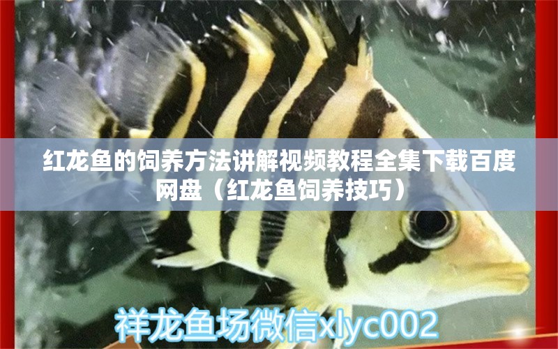 红龙鱼的饲养方法讲解视频教程全集下载百度网盘（红龙鱼饲养技巧） 龙鱼百科