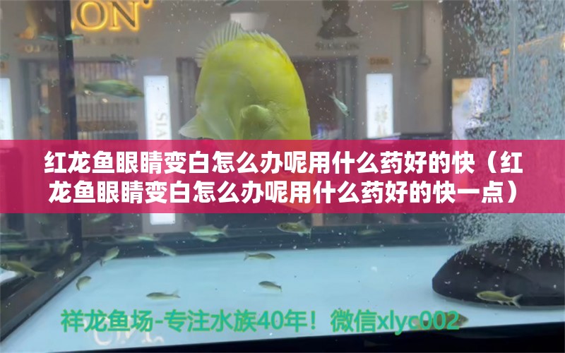 红龙鱼眼睛变白怎么办呢用什么药好的快（红龙鱼眼睛变白怎么办呢用什么药好的快一点） 龙鱼百科