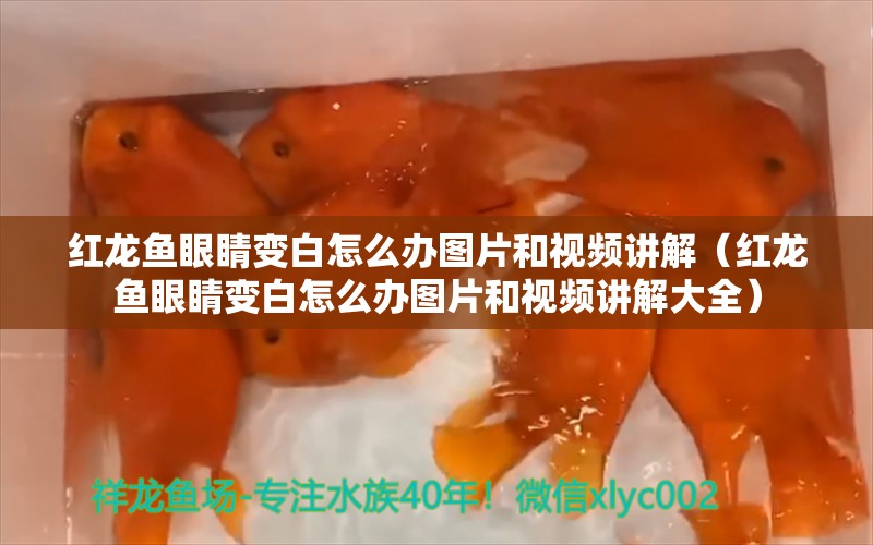 红龙鱼眼睛变白怎么办图片和视频讲解（红龙鱼眼睛变白怎么办图片和视频讲解大全）