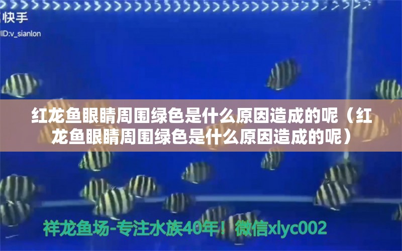 红龙鱼眼睛周围绿色是什么原因造成的呢（红龙鱼眼睛周围绿色是什么原因造成的呢）