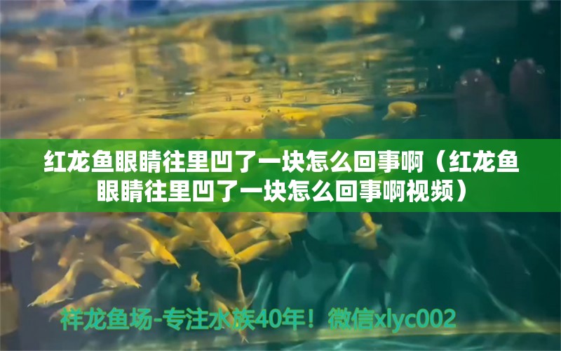 红龙鱼眼睛往里凹了一块怎么回事啊（红龙鱼眼睛往里凹了一块怎么回事啊视频）