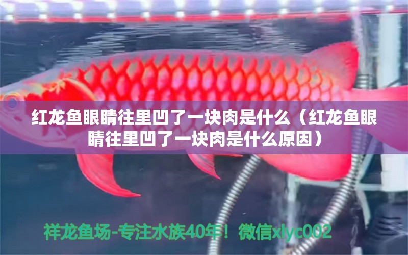 红龙鱼眼睛往里凹了一块肉是什么（红龙鱼眼睛往里凹了一块肉是什么原因）