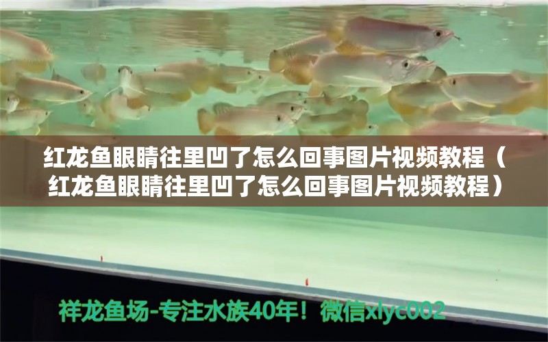 红龙鱼眼睛往里凹了怎么回事图片视频教程（红龙鱼眼睛往里凹了怎么回事图片视频教程）