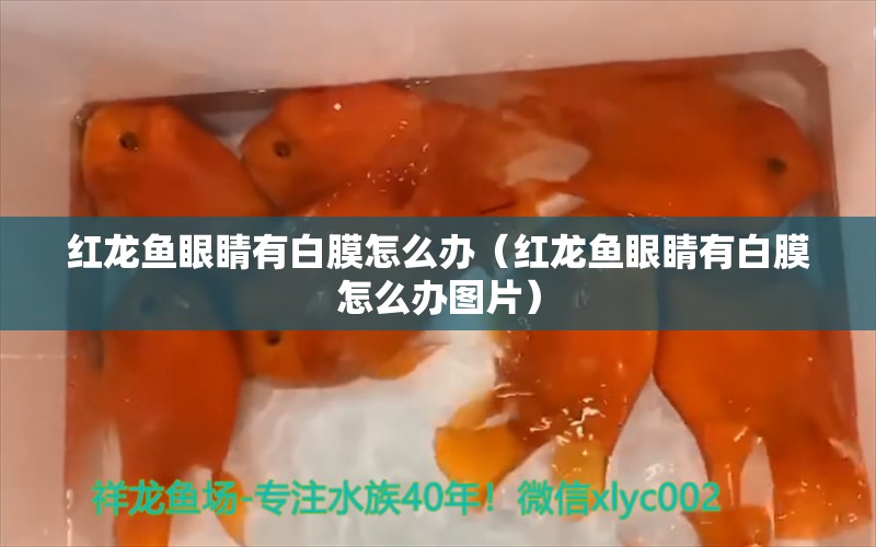 红龙鱼眼睛有白膜怎么办（红龙鱼眼睛有白膜怎么办图片）