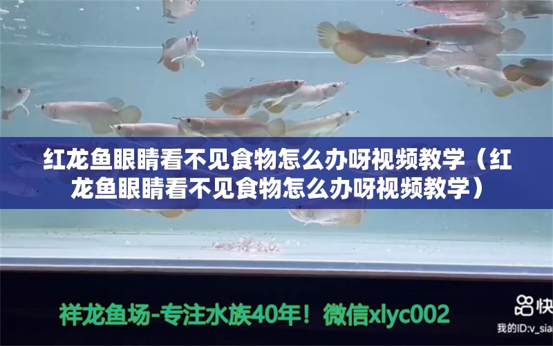 红龙鱼眼睛看不见食物怎么办呀视频教学（红龙鱼眼睛看不见食物怎么办呀视频教学）