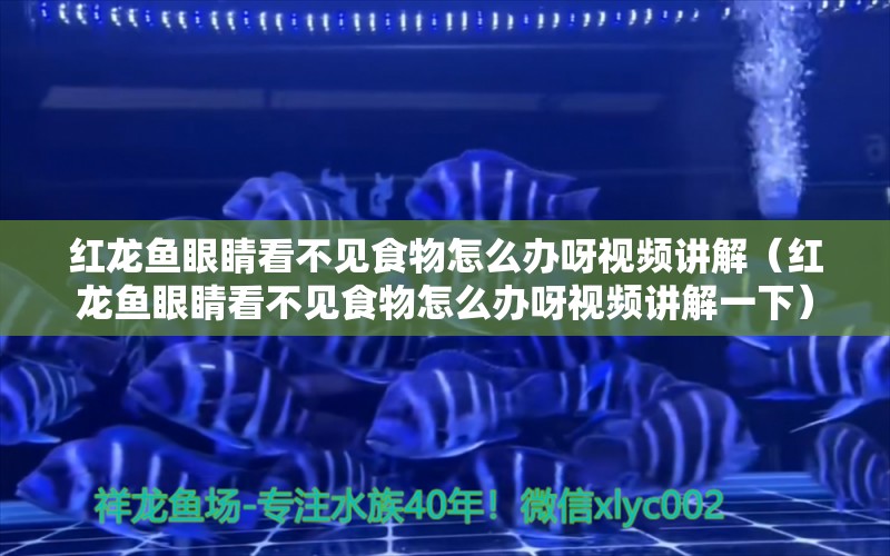 红龙鱼眼睛看不见食物怎么办呀视频讲解（红龙鱼眼睛看不见食物怎么办呀视频讲解一下）