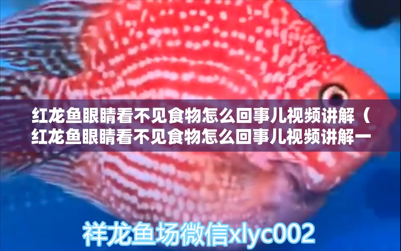 红龙鱼眼睛看不见食物怎么回事儿视频讲解（红龙鱼眼睛看不见食物怎么回事儿视频讲解一下）