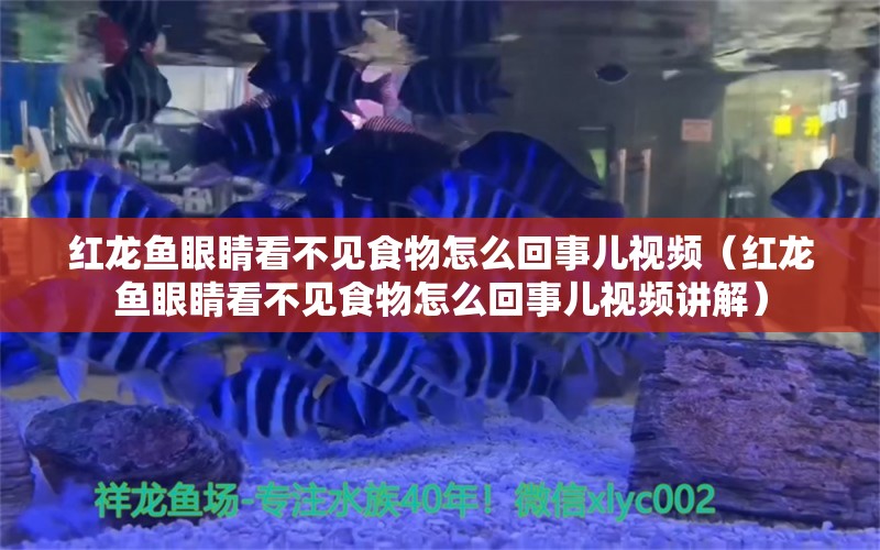 红龙鱼眼睛看不见食物怎么回事儿视频（红龙鱼眼睛看不见食物怎么回事儿视频讲解）