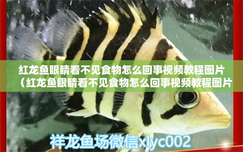 红龙鱼眼睛看不见食物怎么回事视频教程图片（红龙鱼眼睛看不见食物怎么回事视频教程图片大全） 龙鱼百科