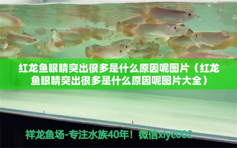 红龙鱼眼睛突出很多是什么原因呢图片（红龙鱼眼睛突出很多是什么原因呢图片大全） 印尼红龙鱼