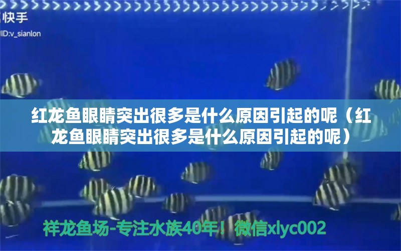 红龙鱼眼睛突出很多是什么原因引起的呢（红龙鱼眼睛突出很多是什么原因引起的呢）