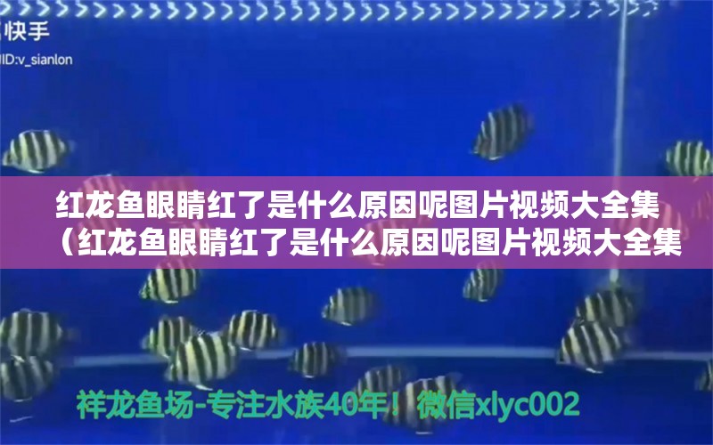 红龙鱼眼睛红了是什么原因呢图片视频大全集（红龙鱼眼睛红了是什么原因呢图片视频大全集）