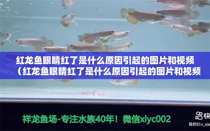 红龙鱼眼睛红了是什么原因引起的图片和视频（红龙鱼眼睛红了是什么原因引起的图片和视频大全） 印尼红龙鱼