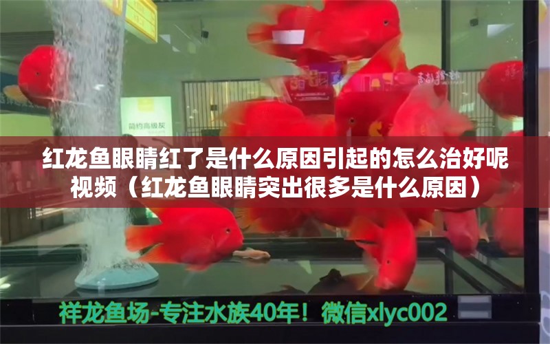 红龙鱼眼睛红了是什么原因引起的怎么治好呢视频（红龙鱼眼睛突出很多是什么原因）