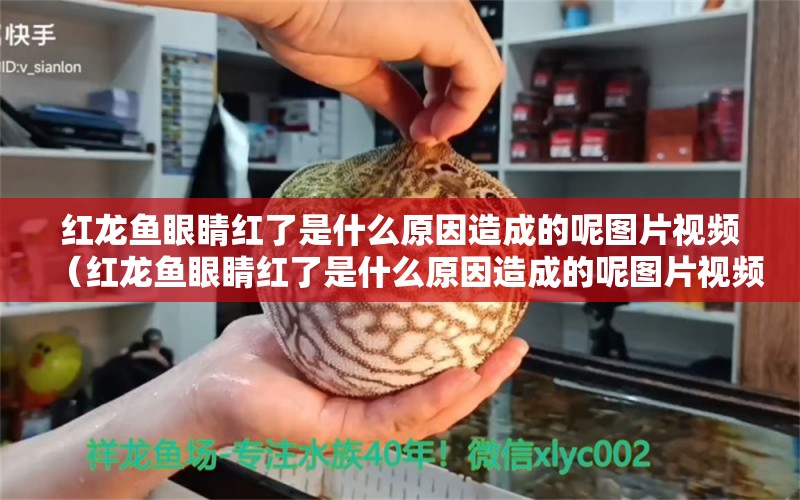 红龙鱼眼睛红了是什么原因造成的呢图片视频（红龙鱼眼睛红了是什么原因造成的呢图片视频大全）