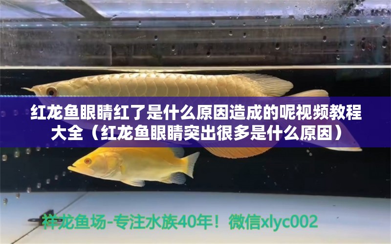 红龙鱼眼睛红了是什么原因造成的呢视频教程大全（红龙鱼眼睛突出很多是什么原因）