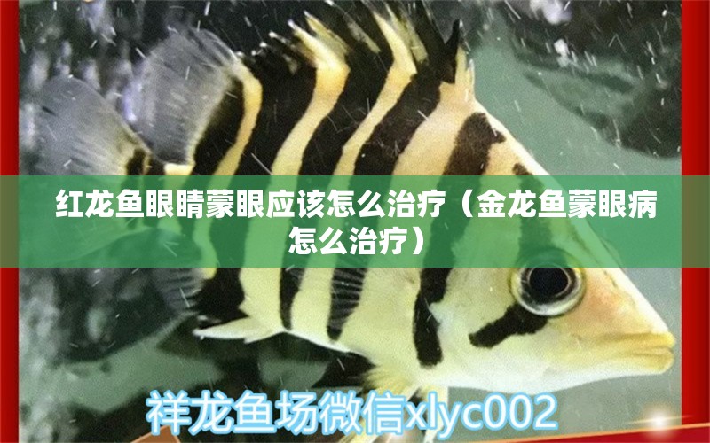 红龙鱼眼睛蒙眼应该怎么治疗（金龙鱼蒙眼病怎么治疗） 广州水族批发市场