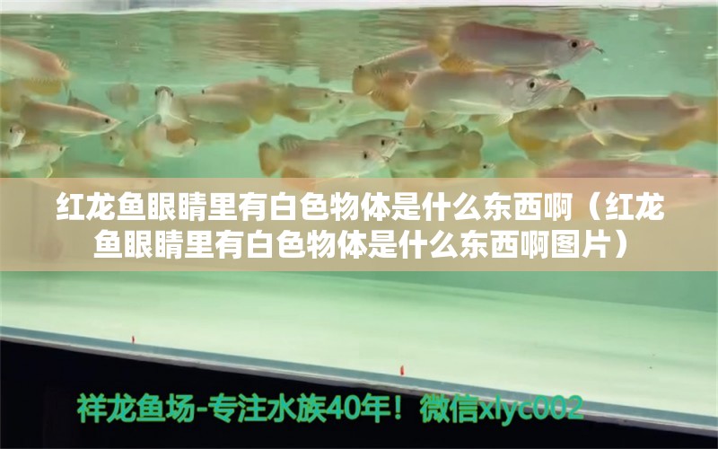 红龙鱼眼睛里有白色物体是什么东西啊（红龙鱼眼睛里有白色物体是什么东西啊图片）