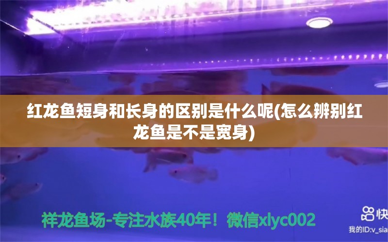 红龙鱼短身和长身的区别是什么呢(怎么辨别红龙鱼是不是宽身) 红魔王银版鱼