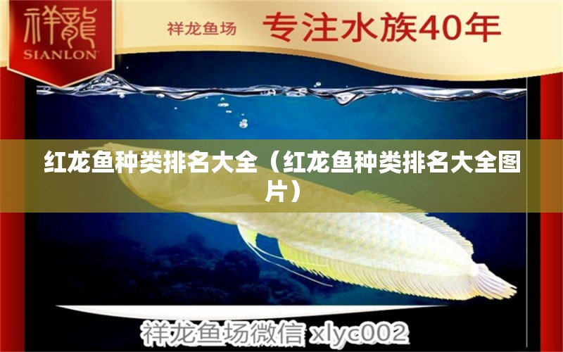 红龙鱼种类排名大全（红龙鱼种类排名大全图片） 龙鱼百科
