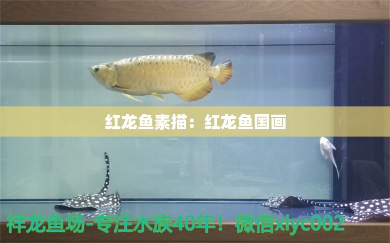 红龙鱼素描：红龙鱼国画