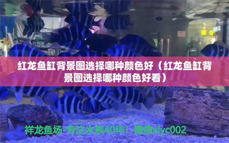 红龙鱼缸背景图选择哪种颜色好（红龙鱼缸背景图选择哪种颜色好看） 印尼红龙鱼