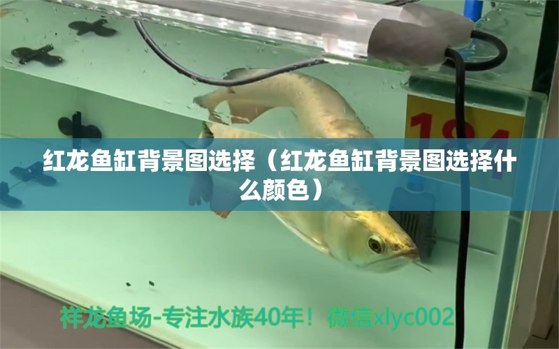 红龙鱼缸背景图选择（红龙鱼缸背景图选择什么颜色） 祥龙水族医院