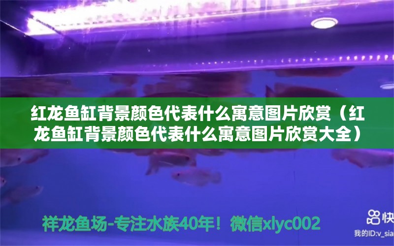 红龙鱼缸背景颜色代表什么寓意图片欣赏（红龙鱼缸背景颜色代表什么寓意图片欣赏大全） 龙鱼百科