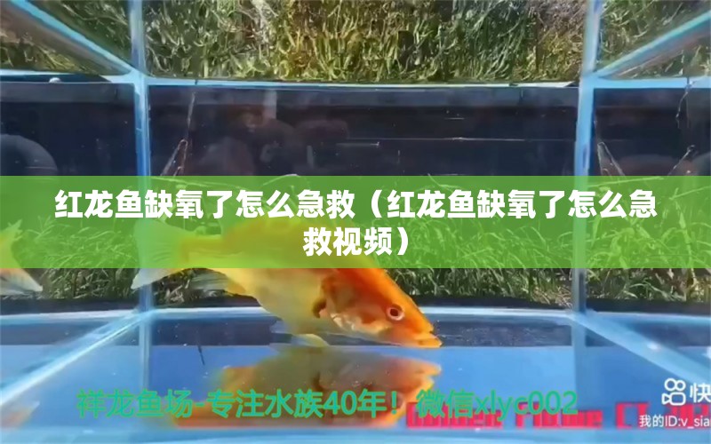 红龙鱼缺氧了怎么急救（红龙鱼缺氧了怎么急救视频） 祥龙水族医院