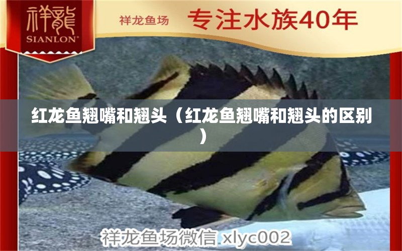 红龙鱼翘嘴和翘头（红龙鱼翘嘴和翘头的区别） 广州龙鱼批发市场