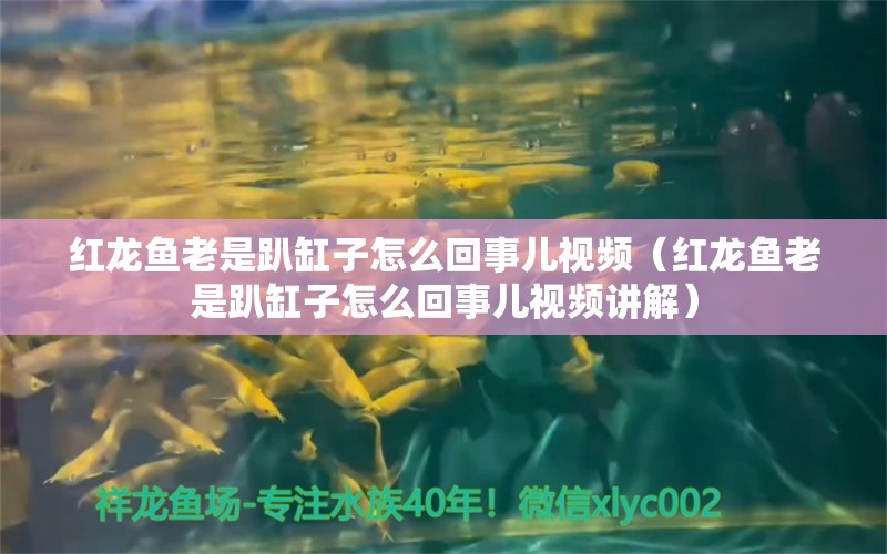 红龙鱼老是趴缸子怎么回事儿视频（红龙鱼老是趴缸子怎么回事儿视频讲解）