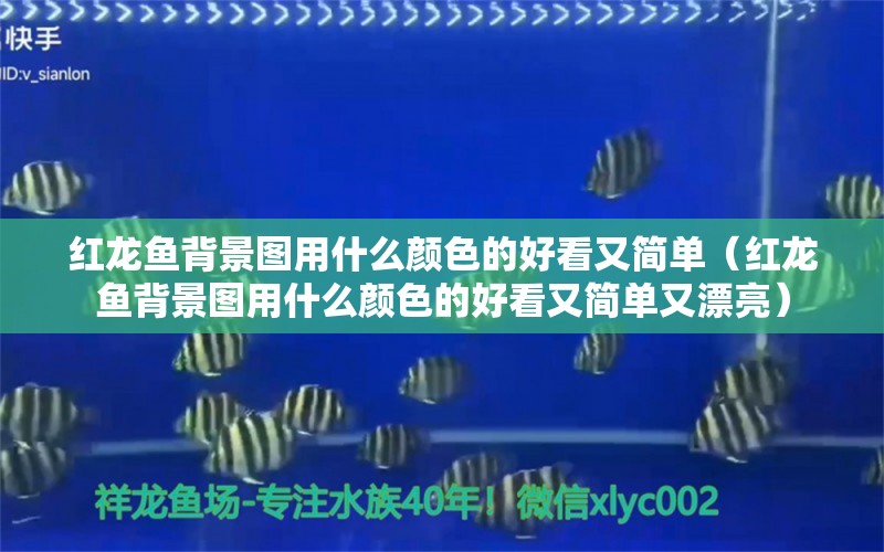 红龙鱼背景图用什么颜色的好看又简单（红龙鱼背景图用什么颜色的好看又简单又漂亮） 印尼红龙鱼