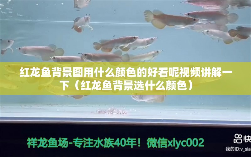 红龙鱼背景图用什么颜色的好看呢视频讲解一下（红龙鱼背景选什么颜色）