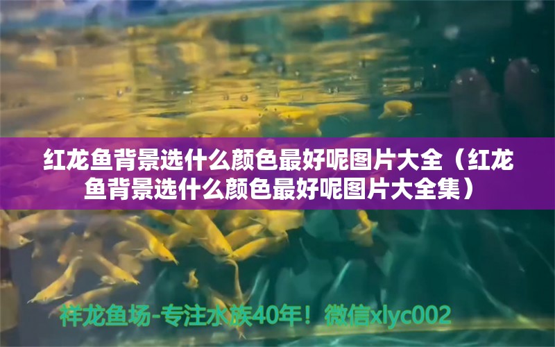 红龙鱼背景选什么颜色最好呢图片大全（红龙鱼背景选什么颜色最好呢图片大全集） 龙鱼百科