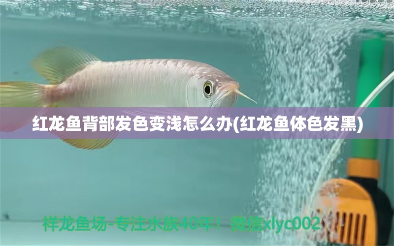 红龙鱼背部发色变浅怎么办(红龙鱼体色发黑) 广州观赏鱼批发市场