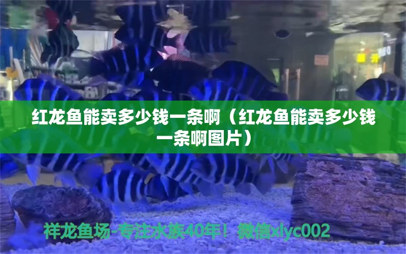 红龙鱼能卖多少钱一条啊（红龙鱼能卖多少钱一条啊图片） 飞凤鱼