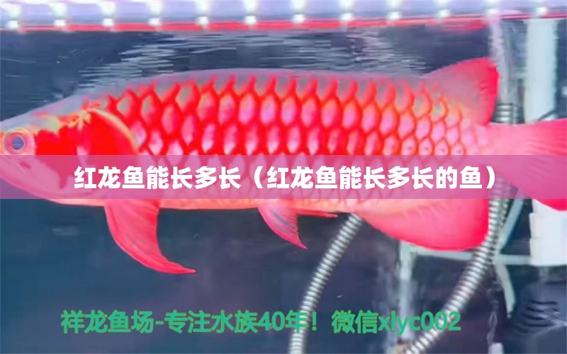 红龙鱼能长多长（红龙鱼能长多长的鱼） 祥龙水族医院