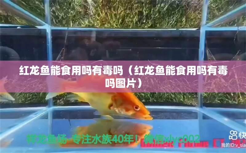 红龙鱼能食用吗有毒吗（红龙鱼能食用吗有毒吗图片）