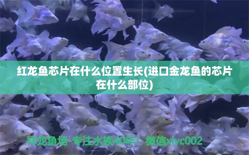 红龙鱼芯片在什么位置生长(进口金龙鱼的芯片在什么部位)