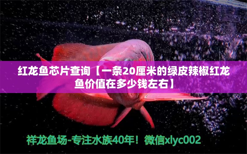 红龙鱼芯片查询【一条20厘米的绿皮辣椒红龙鱼价值在多少钱左右】