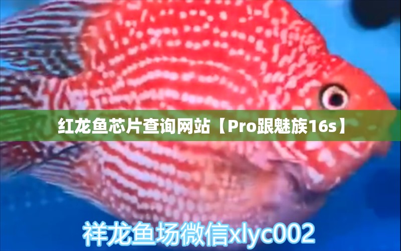 红龙鱼芯片查询网站【Pro跟魅族16s】