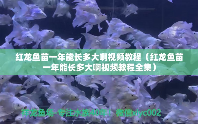 红龙鱼苗一年能长多大啊视频教程（红龙鱼苗一年能长多大啊视频教程全集） 印尼红龙鱼