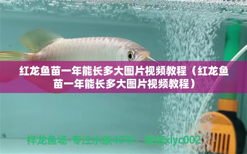红龙鱼苗一年能长多大图片视频教程（红龙鱼苗一年能长多大图片视频教程） 印尼红龙鱼